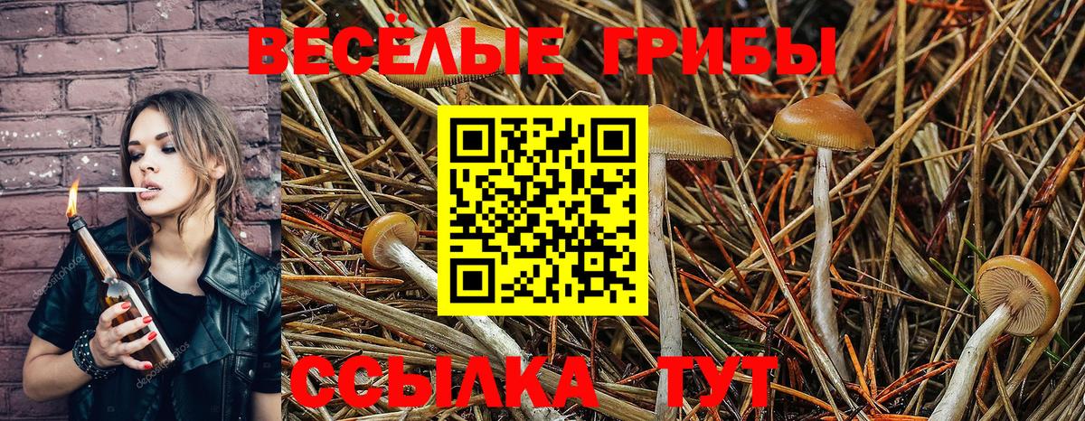 где купить наркоту  Галлюциногенные грибы GOLDEN TEACHER  Вход с VPN  Пушкино 